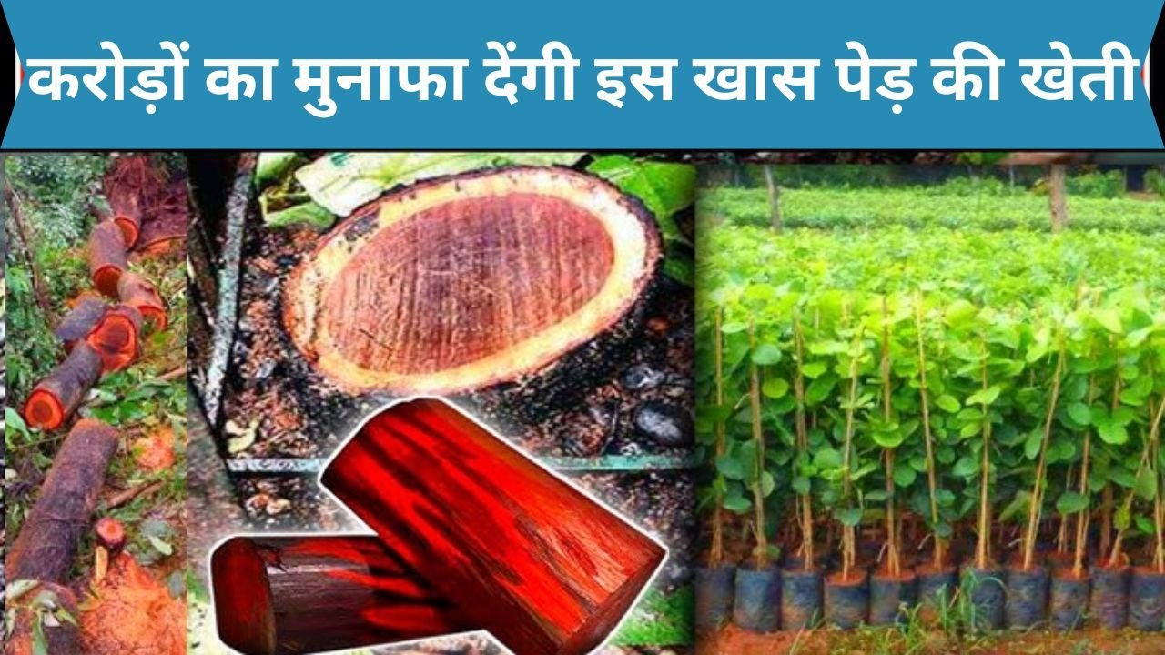किसानो को करोड़पति बना देगी इस खास पेड़ की खेती, जाने इसकी पूरी जानकारी