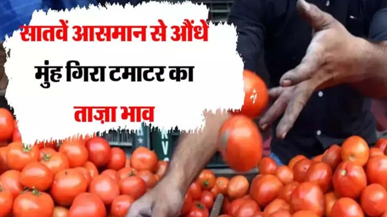 सातवें आसमान से मुँह के बल गिरे टमाटर के भाव, कौड़ियों के भाव में बिक रहे देखे ताजे भाव