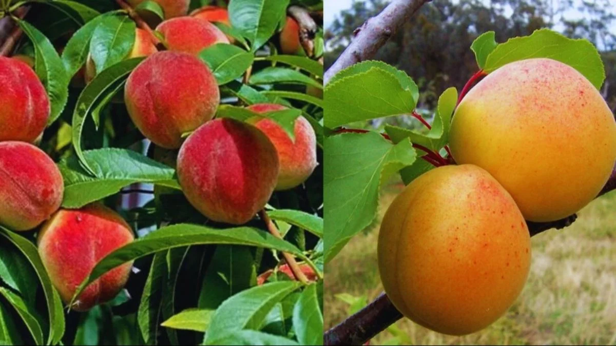 गरीबपति से अमीरपति बना देगी इस फल की खेती, सालों – साल होगी लाखों की कमाई, जाने पूरी जानकारी