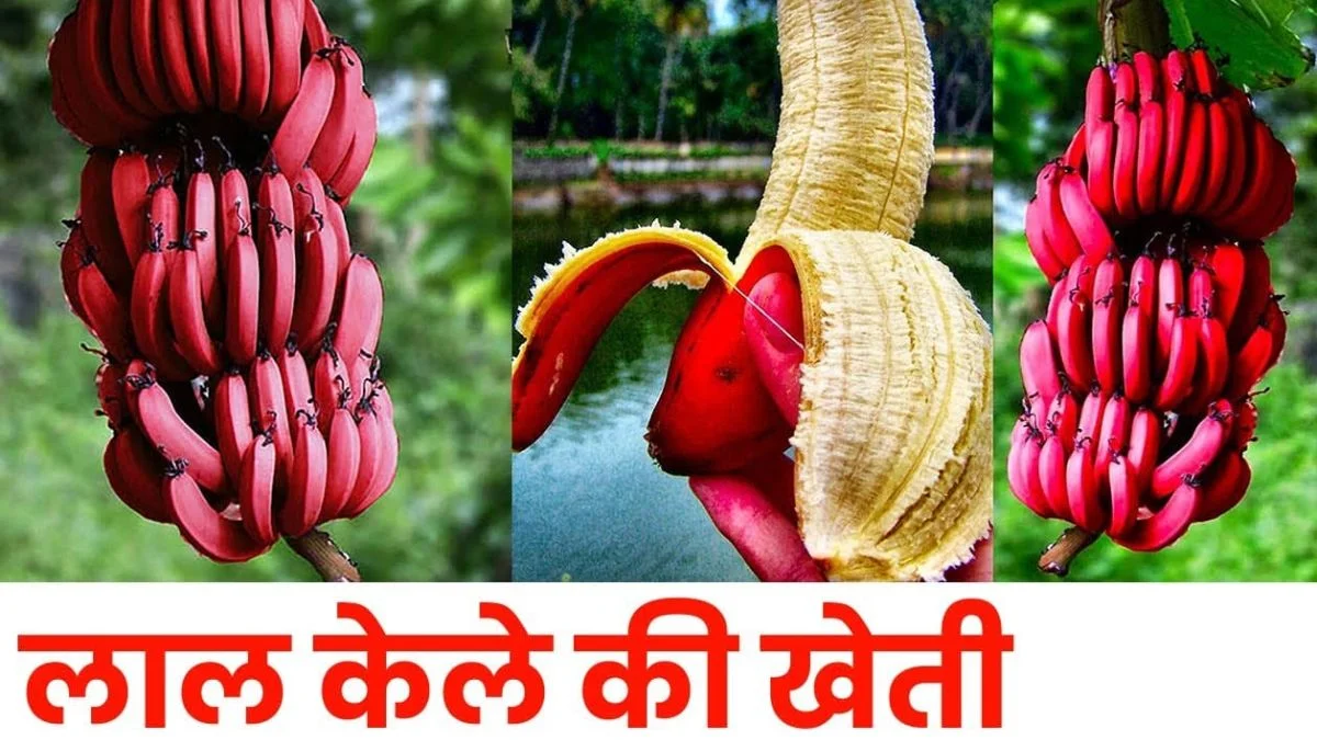 किसानो की किसमत में चार चाँद लगा देगी लाल फल की खेती, कम समय में होगा तगड़ा मुनाफा