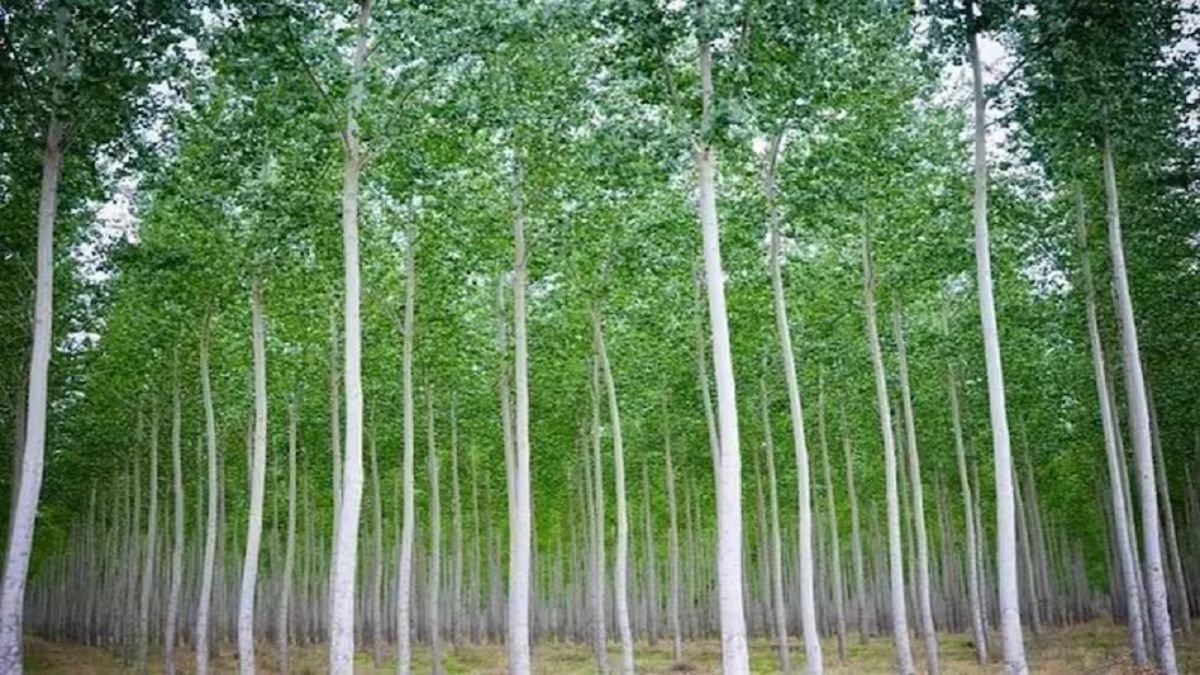 नोटों की गड्डियों से खचाखच जेबे भर देंगी इस पेड़ की खेती, सालों-साल होगी तगड़ी कमाई, जाने पूरी डिटेल