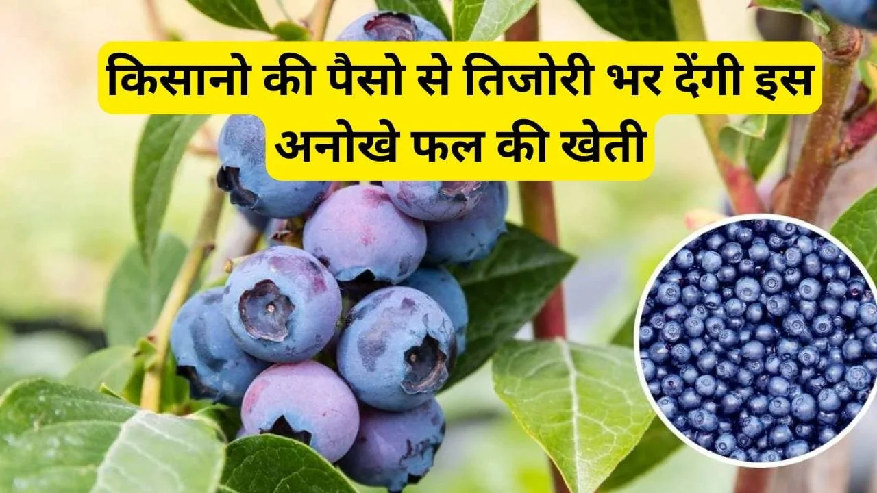 किसानो की पैसो से तिजोरी भर देंगी इस अनोखे फल की खेती, पोषक तत्वों से है भरपूर जाने इसके फायदों के बारे में