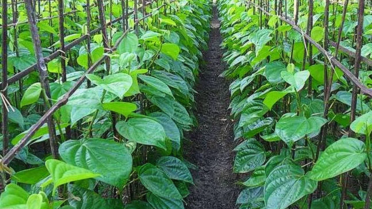 किसानो को धन्ना सेठ बना देगी हरे सोने की खेती, कम लागत में होगा तगड़ा मुनाफा, जाने खेती का तरीका