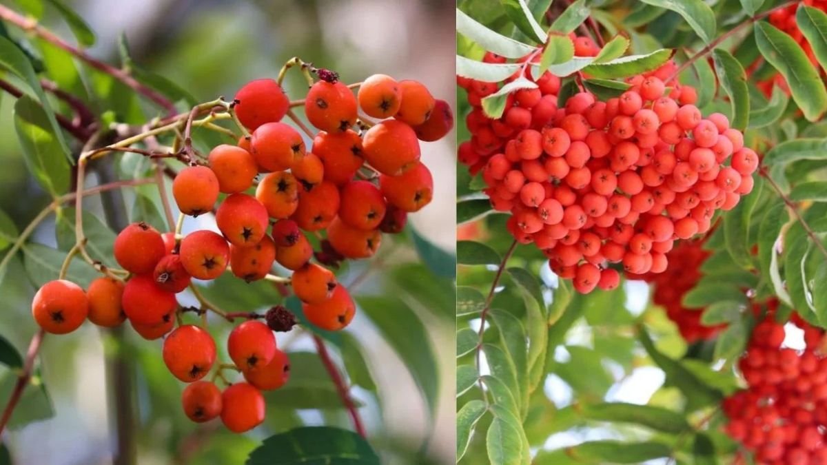 पैसों का झोला भर देगी इस फल की खेती, मार्केट में बिकता है 600 रूपये किलो, जाने खेती करने का तरीका