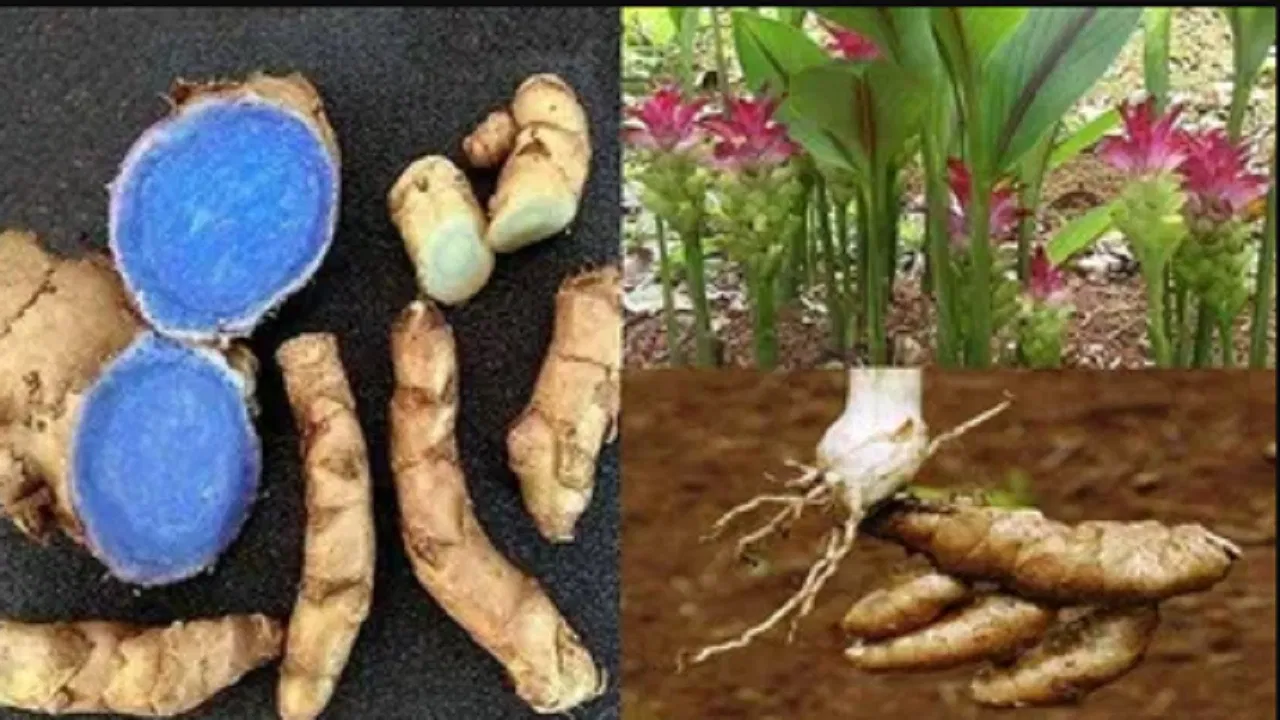 इस फसल की खेती कर चमकेगी किसानों की सोई हुयी किस्मत, जानिए खेती के बारे में सम्पूर्ण जानकारी