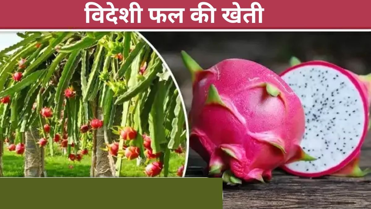 पैसे छापने की मशीन है विदेशी फल की खेती, कम निवेश में होगा लाखो का मुनाफा, जाने पूरी जानकारी