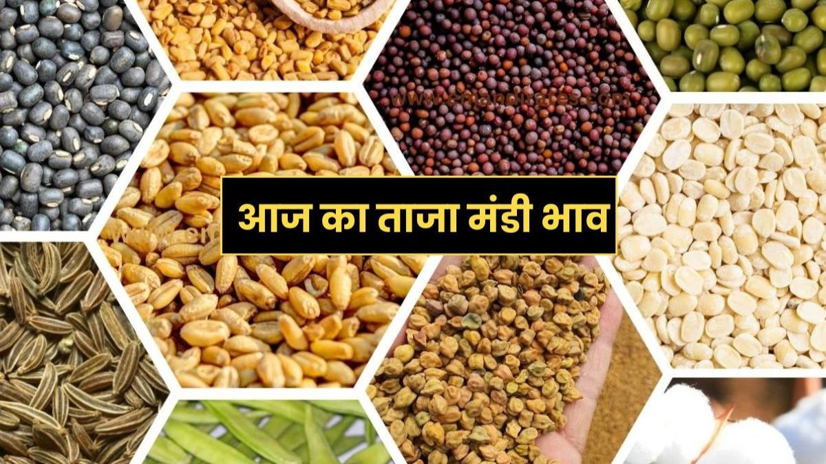 Mandi Bhav: डॉलर चना और तुअर, मुंग के दामों ने पकड़ी फिर एक बार रफ़्तार, जानिए अपने शहर का ताजा मंडी भाव