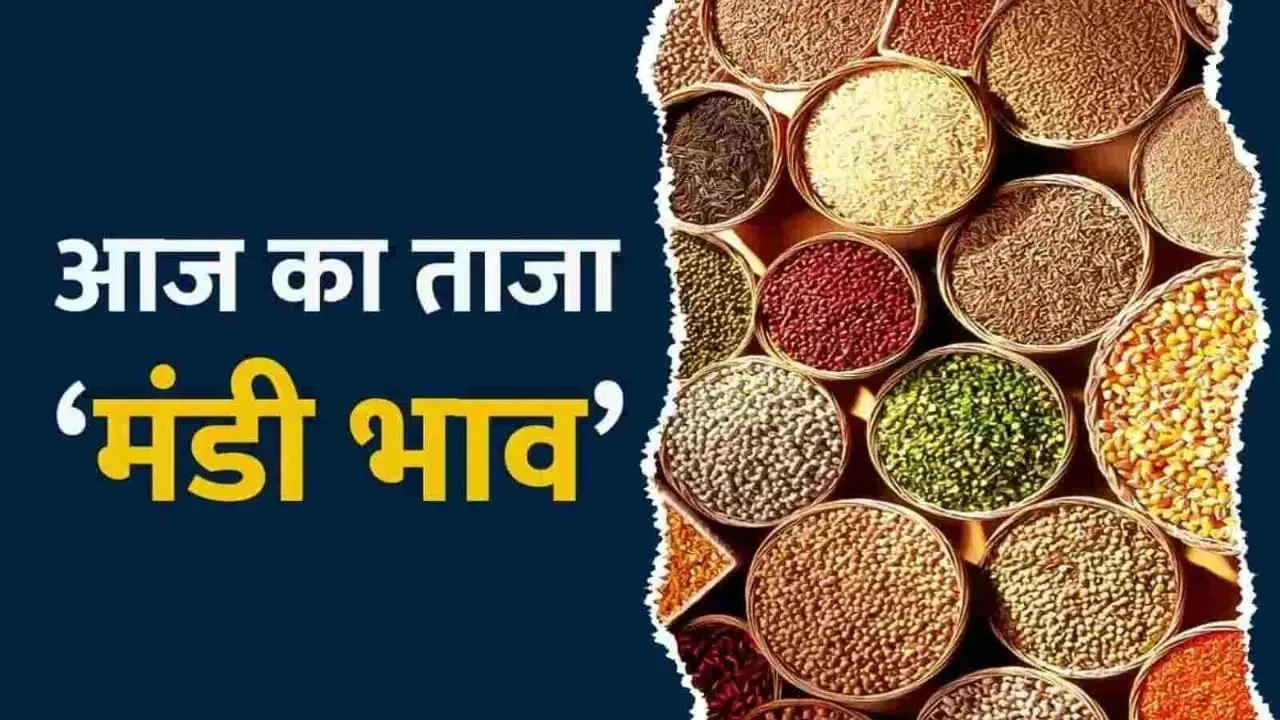 Today Mandi Bhav: सोयाबीन और गेहूं की कीमतों में आया तगड़ा उछाल, डॉलर चने ने भी पकड़ी तेजी, जाने आज के ताजा मंडी भाव